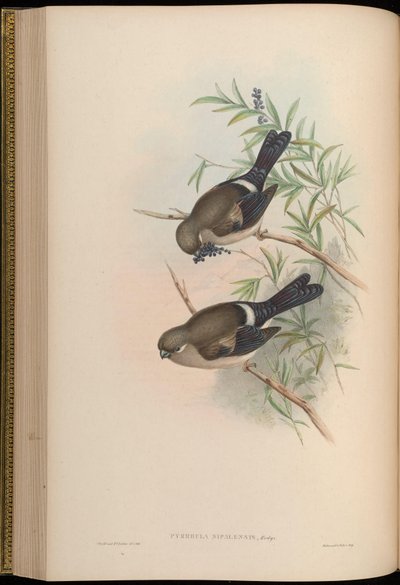 Pyrrhula nipalensis by John Gould